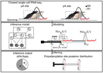 Our paper about estimating alternative polyadenylation (APA) from scRNA-seq has been accepted by Nucleic Acids Research.