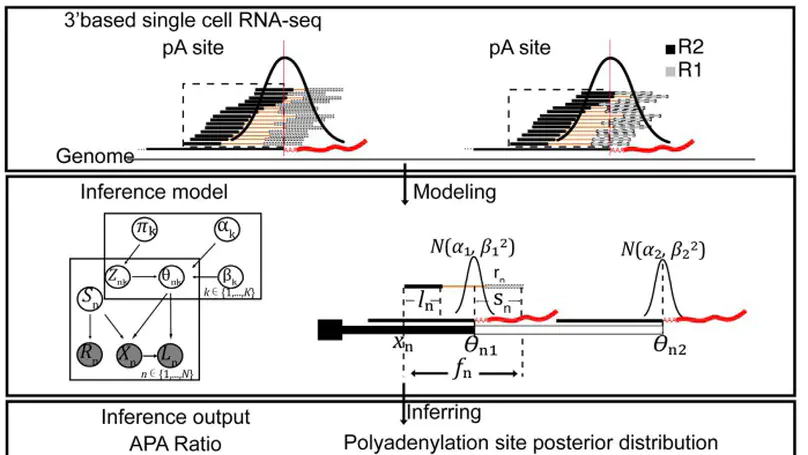 Our paper about estimating alternative polyadenylation (APA) from scRNA-seq has been accepted by Nucleic Acids Research.